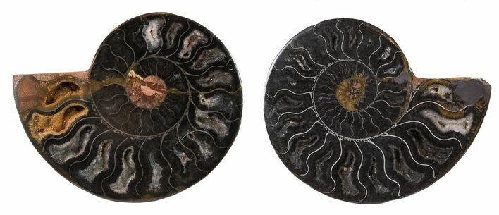 Split Black/Orange Ammonite Pair - Unusual Coloration #55595